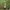  Kietoji dirvabudė - Agrocybe dura | Fotografijos autorius : Vitalij Drozdov | © Macrogamta.lt | Šis tinklapis priklauso bendruomenei kuri domisi makro fotografija ir fotografuoja gyvąjį makro pasaulį.