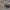 Ūsuotis - Morimus verecundus | Fotografijos autorius : Deividas Makavičius | © Macrogamta.lt | Šis tinklapis priklauso bendruomenei kuri domisi makro fotografija ir fotografuoja gyvąjį makro pasaulį.