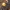 Žvaigždinis sferobolis - Sphaerobolus stellatus | Fotografijos autorius : Ramunė Vakarė | © Macrogamta.lt | Šis tinklapis priklauso bendruomenei kuri domisi makro fotografija ir fotografuoja gyvąjį makro pasaulį.