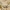 Didysis smėlšokis - Yllenus arenarius | Fotografijos autorius : Agnė Našlėnienė | © Macrogamta.lt | Šis tinklapis priklauso bendruomenei kuri domisi makro fotografija ir fotografuoja gyvąjį makro pasaulį.