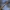 Ilgaūsis pušiagraužis - Acanthocinus aedilis | Fotografijos autorius : Agnė Našlėnienė | © Macrogamta.lt | Šis tinklapis priklauso bendruomenei kuri domisi makro fotografija ir fotografuoja gyvąjį makro pasaulį.