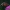 Ilgaliežuvis sfinksas - Macroglossum stellatarum | Fotografijos autorius : Dalia Račkauskaitė | © Macrogamta.lt | Šis tinklapis priklauso bendruomenei kuri domisi makro fotografija ir fotografuoja gyvąjį makro pasaulį.