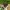 Juodasis satyras - Hipparchia hermione (= Hipparchia alcyone) | Fotografijos autorius : Vaida Paznekaitė | © Macrogamta.lt | Šis tinklapis priklauso bendruomenei kuri domisi makro fotografija ir fotografuoja gyvąjį makro pasaulį.