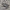 Raudonpilvė kūmutė - Bombina bombina | Fotografijos autorius : Deividas Makavičius | © Macrogamta.lt | Šis tinklapis priklauso bendruomenei kuri domisi makro fotografija ir fotografuoja gyvąjį makro pasaulį.