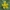 Dedervinis vėdrynas - Ranunculus flammula | Fotografijos autorius : Vytautas Gluoksnis | © Macronature.eu | Macro photography web site