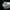 Marmurinis kryžiuotis - Araneus marmoreus | Fotografijos autorius : Agnė Našlėnienė | © Macrogamta.lt | Šis tinklapis priklauso bendruomenei kuri domisi makro fotografija ir fotografuoja gyvąjį makro pasaulį.