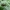 Neporinis šaknialindis - Stenocorus meridianus | Fotografijos autorius : Vitalii Alekseev | © Macrogamta.lt | Šis tinklapis priklauso bendruomenei kuri domisi makro fotografija ir fotografuoja gyvąjį makro pasaulį.