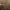 Nuosėdis - Cortinarius tubarius | Fotografijos autorius : Vitalij Drozdov | © Macrogamta.lt | Šis tinklapis priklauso bendruomenei kuri domisi makro fotografija ir fotografuoja gyvąjį makro pasaulį.