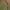 Paprastasis skalsiagrybis - Claviceps purpurea | Fotografijos autorius : Kęstutis Obelevičius | © Macrogamta.lt | Šis tinklapis priklauso bendruomenei kuri domisi makro fotografija ir fotografuoja gyvąjį makro pasaulį.