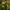 Paprastasis kelmutis -  Armillaria mellea | Fotografijos autorius : Kęstutis Obelevičius | © Macrogamta.lt | Šis tinklapis priklauso bendruomenei kuri domisi makro fotografija ir fotografuoja gyvąjį makro pasaulį.