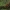 Paprastasis kelmutis -  Armillaria mellea | Fotografijos autorius : Kęstutis Obelevičius | © Macrogamta.lt | Šis tinklapis priklauso bendruomenei kuri domisi makro fotografija ir fotografuoja gyvąjį makro pasaulį.