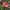 Piktoji ūmėdė - Russula emetica | Fotografijos autorius : Vitalij Drozdov | © Macrogamta.lt | Šis tinklapis priklauso bendruomenei kuri domisi makro fotografija ir fotografuoja gyvąjį makro pasaulį.