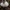 Piktoji ūmėdė - Russula emetica | Fotografijos autorius : Vitalij Drozdov | © Macrogamta.lt | Šis tinklapis priklauso bendruomenei kuri domisi makro fotografija ir fotografuoja gyvąjį makro pasaulį.