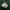Žvilgioji ūmėdė - Russula cf nitida | Fotografijos autorius : Vitalij Drozdov | © Macrogamta.lt | Šis tinklapis priklauso bendruomenei kuri domisi makro fotografija ir fotografuoja gyvąjį makro pasaulį.