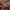 Sklerotinė plempė - Collybia tuberosa | Fotografijos autorius : Vitalij Drozdov | © Macrogamta.lt | Šis tinklapis priklauso bendruomenei kuri domisi makro fotografija ir fotografuoja gyvąjį makro pasaulį.