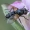 Dygliamusė - Labigastera pauciseta ♀ | Fotografijos autorius : Žilvinas Pūtys | © Macronature.eu | Macro photography web site
