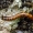 Kelamspragšio lerva | Ampedus sp. | Fotografijos autorius : Darius Baužys | © Macronature.eu | Macro photography web site