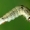 Gluosninis žalsviukas, vikšras - Earias clorana | Fotografijos autorius : Ramunė Vakarė | © Macrogamta.lt | Šis tinklapis priklauso bendruomenei kuri domisi makro fotografija ir fotografuoja gyvąjį makro pasaulį.