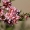 Keružinis migdolas - Prunus tenella | Fotografijos autorius : Ramunė Vakarė | © Macrogamta.lt | Šis tinklapis priklauso bendruomenei kuri domisi makro fotografija ir fotografuoja gyvąjį makro pasaulį.