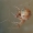 Juodadėmis pleištinukas - Platnickina tincta | Fotografijos autorius : Gintautas Steiblys | © Macrogamta.lt | Šis tinklapis priklauso bendruomenei kuri domisi makro fotografija ir fotografuoja gyvąjį makro pasaulį.