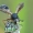 Lenktapilvė musė - Physocephala rufipes | Fotografijos autorius : Gintautas Steiblys | © Macrogamta.lt | Šis tinklapis priklauso bendruomenei kuri domisi makro fotografija ir fotografuoja gyvąjį makro pasaulį.