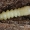 Bitkrėslinis stiebalindis - Phytoecia virgula, lerva | Fotografijos autorius : Gintautas Steiblys | © Macronature.eu | Macro photography web site