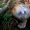 Nuosėdis - Cortinarius sp. | Fotografijos autorius : Aleksandras Stabrauskas | © Macrogamta.lt | Šis tinklapis priklauso bendruomenei kuri domisi makro fotografija ir fotografuoja gyvąjį makro pasaulį.