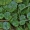 Pelkinė raistenė - Hydrocotyle vulgaris | Fotografijos autorius : Kęstutis Obelevičius | © Macrogamta.lt | Šis tinklapis priklauso bendruomenei kuri domisi makro fotografija ir fotografuoja gyvąjį makro pasaulį.