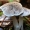 Raibasis baltikas - Tricholoma terreum | Fotografijos autorius : Ramunė Vakarė | © Macrogamta.lt | Šis tinklapis priklauso bendruomenei kuri domisi makro fotografija ir fotografuoja gyvąjį makro pasaulį.