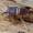 Skruzdėlinis svirpliukas - Myrmecophilus acervorum | Fotografijos autorius : Romas Ferenca | © Macrogamta.lt | Šis tinklapis priklauso bendruomenei kuri domisi makro fotografija ir fotografuoja gyvąjį makro pasaulį.