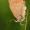 Mažasis auksinukas - Lycaena phlaeas | Fotografijos autorius : Ramunė Vakarė | © Macronature.eu | Macro photography web site
