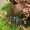 Dygliapalpis slampūnėlis - Trochosa spinipalpis  | Fotografijos autorius : Gintautas Steiblys | © Macrogamta.lt | Šis tinklapis priklauso bendruomenei kuri domisi makro fotografija ir fotografuoja gyvąjį makro pasaulį.