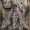 Vijoklinis sfinksas  - Agrius convolvuli | Fotografijos autorius : Dalia Račkauskaitė | © Macrogamta.lt | Šis tinklapis priklauso bendruomenei kuri domisi makro fotografija ir fotografuoja gyvąjį makro pasaulį.