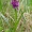 Plačialapė gegužraibė - Dactylorhiza majalis | Fotografijos autorius : Romas Ferenca | © Macrogamta.lt | Šis tinklapis priklauso bendruomenei kuri domisi makro fotografija ir fotografuoja gyvąjį makro pasaulį.
