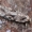 Usninis agonopteriksas - Agonopterix arenella  | Fotografijos autorius : Gintautas Steiblys | © Macrogamta.lt | Šis tinklapis priklauso bendruomenei kuri domisi makro fotografija ir fotografuoja gyvąjį makro pasaulį.