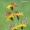 Melitaea phoebe - Didžioji šaškytė | Fotografijos autorius : Arūnas Eismantas | © Macrogamta.lt | Šis tinklapis priklauso bendruomenei kuri domisi makro fotografija ir fotografuoja gyvąjį makro pasaulį.