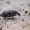 Mažasis pušinis straubliukas - Hylobius pinastri | Fotografijos autorius : Vilius Grigaliūnas | © Macrogamta.lt | Šis tinklapis priklauso bendruomenei kuri domisi makro fotografija ir fotografuoja gyvąjį makro pasaulį.