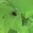 Kvapusis auksvabalis - Oxythyrea funesta | Fotografijos autorius : Rasa Gražulevičiūtė | © Macrogamta.lt | Šis tinklapis priklauso bendruomenei kuri domisi makro fotografija ir fotografuoja gyvąjį makro pasaulį.