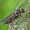Žalutė - Cheilosia flavipes | Fotografijos autorius : Armandas Kazlauskas | © Macrogamta.lt | Šis tinklapis priklauso bendruomenei kuri domisi makro fotografija ir fotografuoja gyvąjį makro pasaulį.