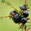 Black crowberry - Empetrum nigrum | Fotografijos autorius : Ramunė Vakarė | © Macronature.eu | Macro photography web site