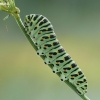 Common Swallowtail - Papilio machaon, caterpillar | Fotografijos autorius : Aivaras Markauskas | © Macronature.eu | Macro photography web site