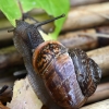Copse Snail - Arianta arbustorum | Fotografijos autorius : Kazimieras Martinaitis | © Macronature.eu | Macro photography web site