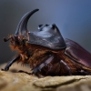 European Rhinoceros Beetle - Oryctes nasicornis | Fotografijos autorius : Eugenijus Kavaliauskas | © Macronature.eu | Macro photography web site