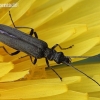 False blister beetle - Oedemera virescens | Fotografijos autorius : Algirdas Vilkas | © Macronature.eu | Macro photography web site