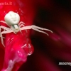 Flower crab spider - Misumena vatia | Fotografijos autorius : Alma Totorytė | © Macrogamta.lt | Šis tinklapis priklauso bendruomenei kuri domisi makro fotografija ir fotografuoja gyvąjį makro pasaulį.