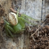 Rudasis lapavoris - Diaea dorsata | Fotografijos autorius : Giedrius Markevičius | © Macronature.eu | Macro photography web site