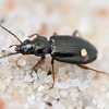 Ground beetle - Bembidion biguttatum | Fotografijos autorius : Kazimieras Martinaitis | © Macrogamta.lt | Šis tinklapis priklauso bendruomenei kuri domisi makro fotografija ir fotografuoja gyvąjį makro pasaulį.