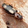 Ground beetle - Dromius quadrimaculatus | Fotografijos autorius : Romas Ferenca | © Macronature.eu | Macro photography web site