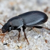 Ground beetle - Harpalus pumilus | Fotografijos autorius : Kazimieras Martinaitis | © Macronature.eu | Macro photography web site