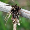 Hairy sweep - Canephora hirsuta, caterpillar bag | Fotografijos autorius : Algirdas Vilkas | © Macronature.eu | Macro photography web site